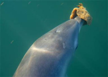 Picture 2 of 10 most intelligent animals