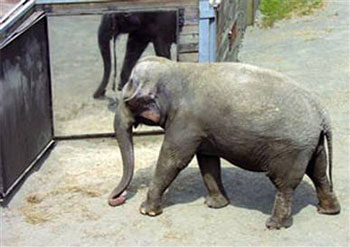 Picture 3 of 10 most intelligent animals