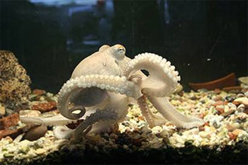 Picture 4 of 10 most intelligent animals