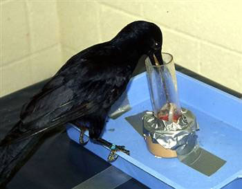 Picture 5 of 10 most intelligent animals