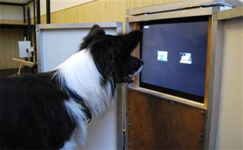 Picture 7 of 10 most intelligent animals