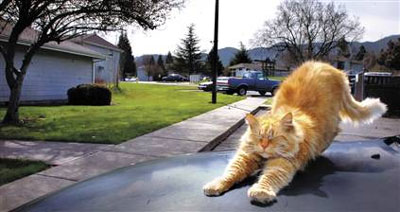 Picture 8 of 10 most intelligent animals