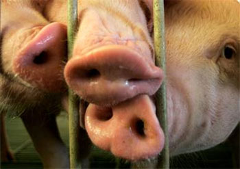 Picture 9 of 10 most intelligent animals