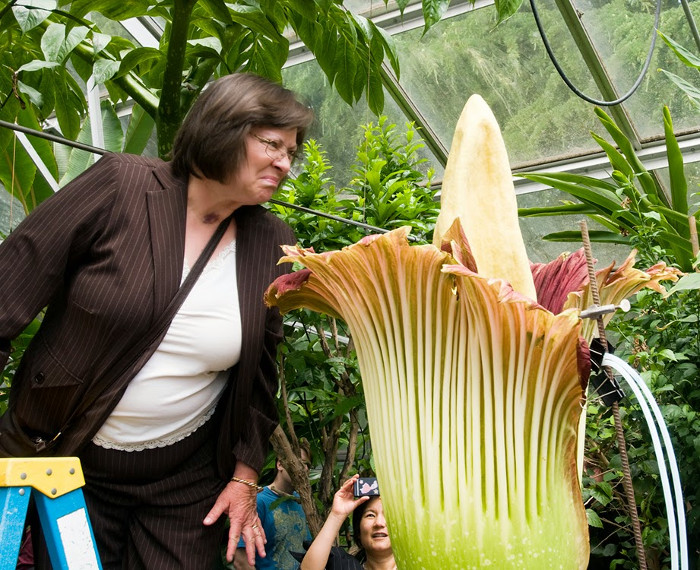 Picture 10 of 10 most rare and beautiful flowers in the world