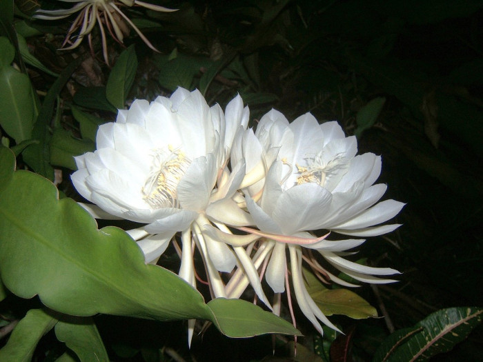Picture 6 of 10 most rare and beautiful flowers in the world