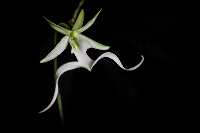 Picture 7 of 10 most rare and beautiful flowers in the world