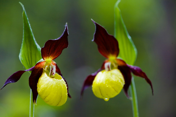 Picture 8 of 10 most rare and beautiful flowers in the world