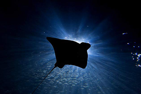 Picture 3 of 10 most terrifying sea creatures