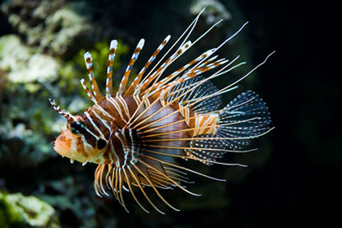 Picture 5 of 10 most terrifying sea creatures