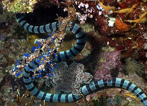 Picture 6 of 10 most terrifying sea creatures