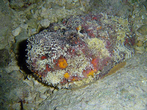 Picture 8 of 10 most terrifying sea creatures