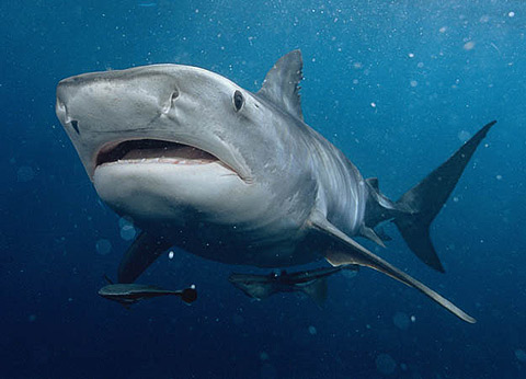 Picture 9 of 10 most terrifying sea creatures