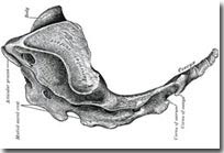 Picture 3 of 10 most useless body parts