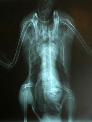 Picture 10 of 10 most viewed scientific news in 2006