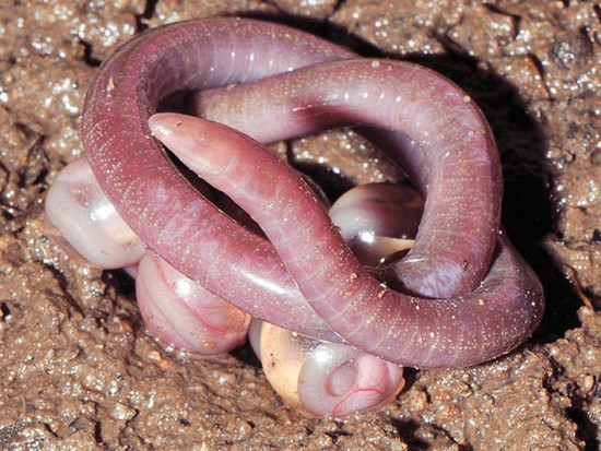 Picture 9 of 10 most viewed scientific photos in 2012