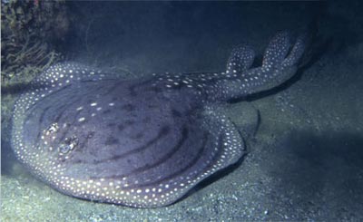 Picture 1 of 10 new species of organisms discovered in 2007