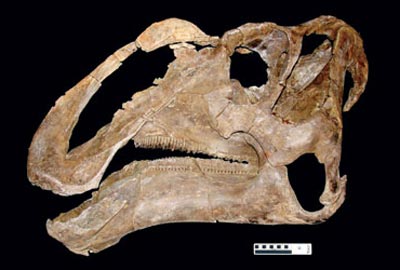 Picture 2 of 10 new species of organisms discovered in 2007
