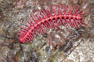 Picture 3 of 10 new species of organisms discovered in 2007