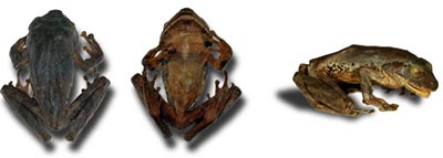 Picture 4 of 10 new species of organisms discovered in 2007