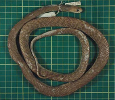 Picture 5 of 10 new species of organisms discovered in 2007