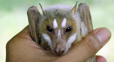 Picture 6 of 10 new species of organisms discovered in 2007