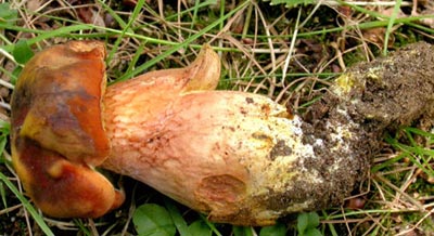 Picture 7 of 10 new species of organisms discovered in 2007