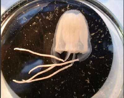 Picture 8 of 10 new species of organisms discovered in 2007