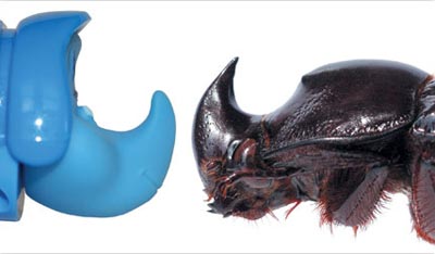 Picture 9 of 10 new species of organisms discovered in 2007
