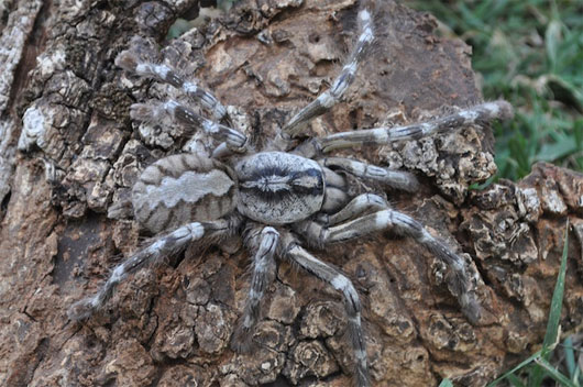 Picture 10 of 10 newly discovered animals