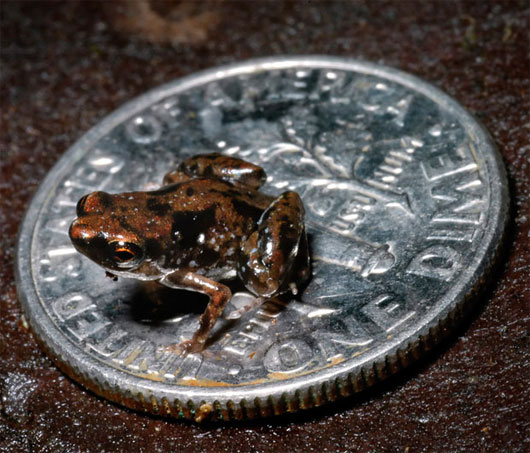 Picture 5 of 10 newly discovered animals