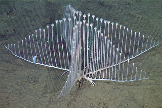 Picture 6 of 10 newly discovered animals