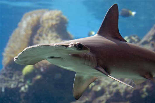Picture 7 of 10 newly discovered animals