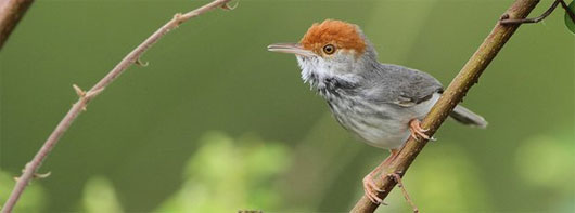 Picture 8 of 10 newly discovered animals