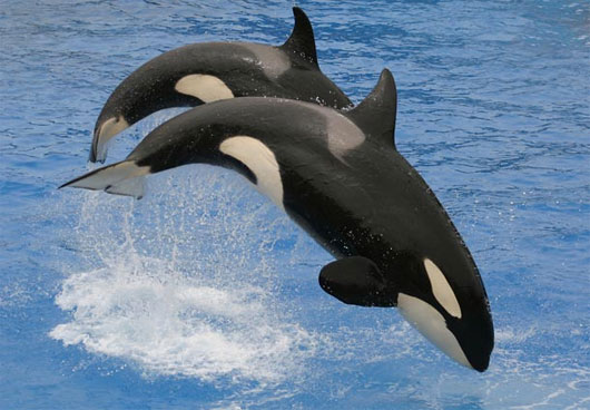 Picture 9 of 10 newly discovered animals
