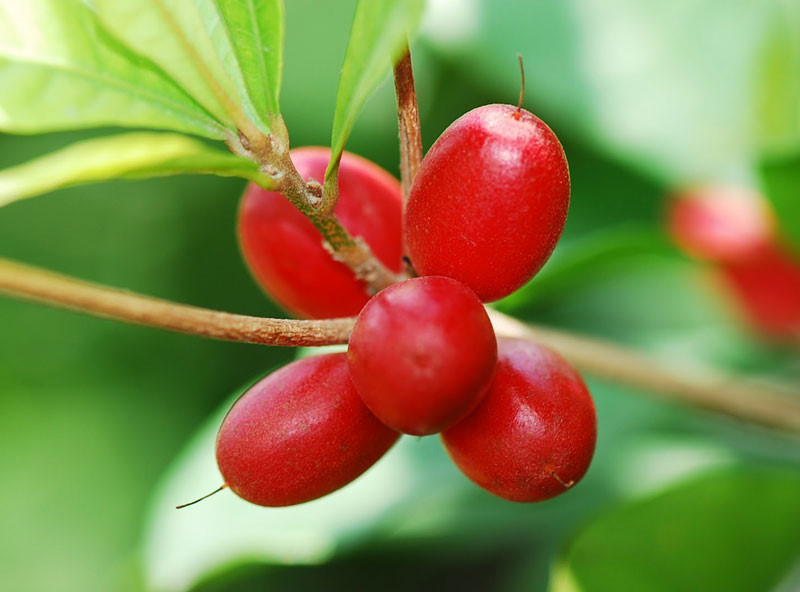 Picture 7 of 10 of the world's best voted fruits