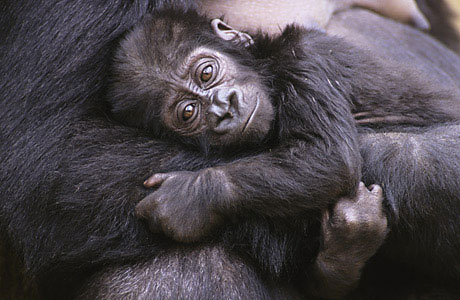 Picture 5 of 10 outstanding scientific discoveries in 2008