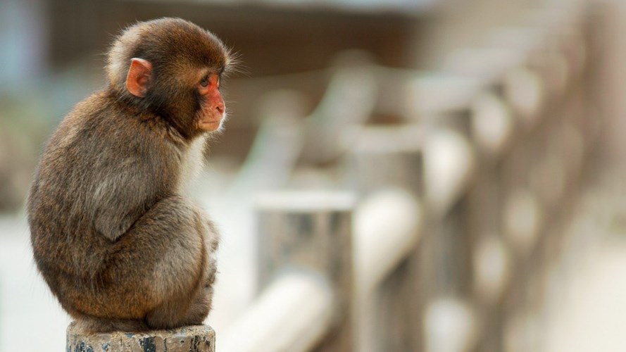 Picture 10 of 10 points monkey species are identical to humans