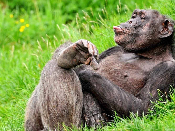 Picture 7 of 10 points monkey species are identical to humans