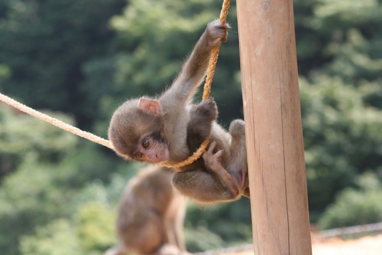Picture 8 of 10 points monkey species are identical to humans