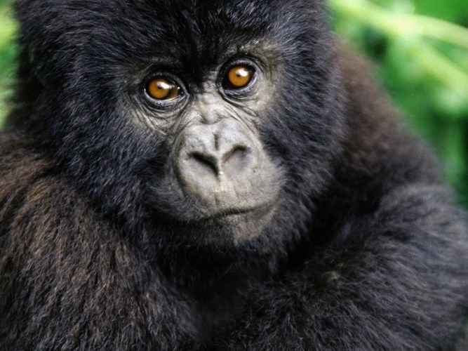 Picture 9 of 10 points monkey species are identical to humans