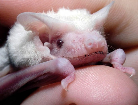 Picture 2 of 10 rare albino species
