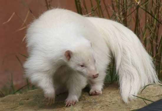 Picture 5 of 10 rare albino species