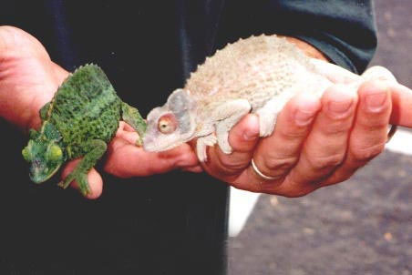 Picture 6 of 10 rare albino species