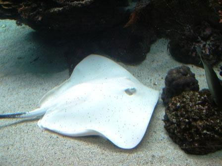 Picture 8 of 10 rare albino species
