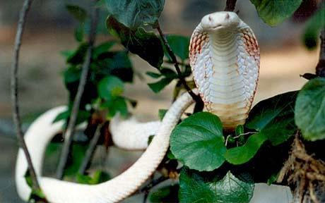 Picture 9 of 10 rare albino species