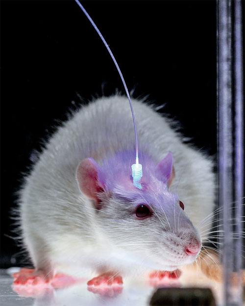 Picture 8 of 10 scientific breakthroughs in 2014
