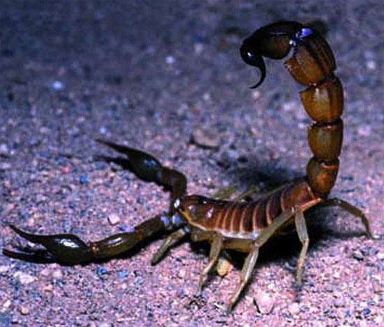 Picture 4 of 10 small but extremely dangerous animals