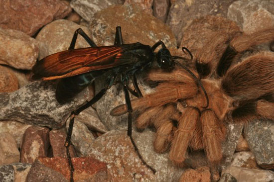 Picture 5 of 10 small but extremely dangerous animals