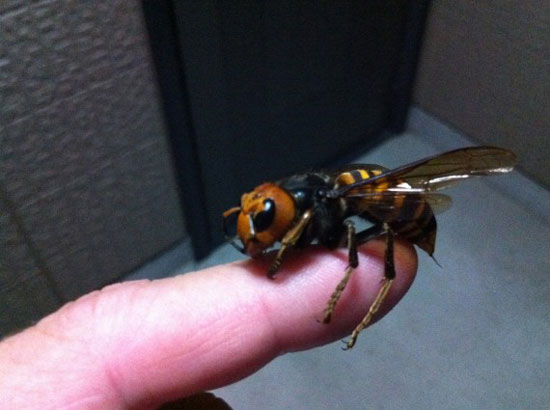 Picture 6 of 10 small but extremely dangerous animals