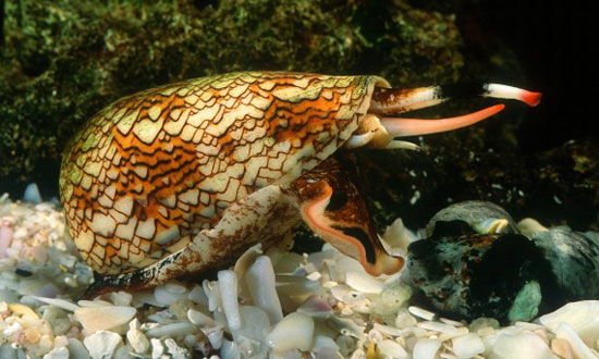 Picture 8 of 10 small but extremely dangerous animals